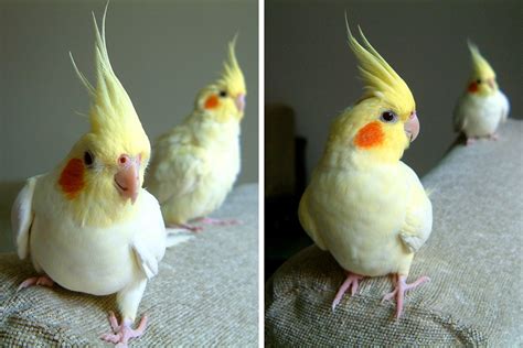 養什麼鳥好|第一次養鳥就上手！各種鸚鵡特點怎麼選？獸醫師：新。